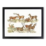 Stags Or Red Deer By Henry Alken Vintage Framed Wall Art Print, Ready to Hang Picture for Living Room Bedroom Home Office Décor, Black A2 (64 x 46 cm)