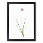 Big Box Art Mouse Garlic Flower by Pierre-Joseph Redoute Framed Wall Art Picture Print Ready to Hang, Black A2 (62 x 45 cm)