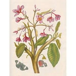 Artery8 Merian Metamorphosis Pink Flowers Insects Painting Premium Wall Art Canvas Print 18X24 Inch