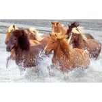 Papier Peint Photo INTISSÉ-(205019)-CHEVAUX COURANT SUR LE CÔTÉ DE LA PLAGE-300x223cm-6 lés-Mural Poster Géant XXL-Beach Mer Océan