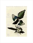 Wee Blue Coo Painting Book Page Birds America Audubon American Magpie Wall Art Print