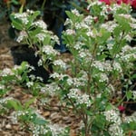 Svartaronia lat. Aronia melanocarpa 'Glorie' E