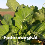 Fodermärgkål Gruner 1kg