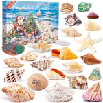 Advent Calendar 2024 Crystals for Kids with 24 Days Christmas Countdown, Natural Rock Stones & Minerals for Exploring, Learning, Scientific Xmas Gift for Girls & Boys (Seashell Advent Calendar)