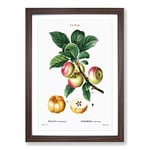 Big Box Art Apple Tree Branch by Pierre-Joseph Redoute Framed Wall Art Picture Print Ready to Hang, Walnut A2 (62 x 45 cm)