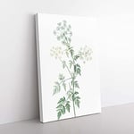 Big Box Art Hemlock Flowers by Pierre-Joseph Redoute Canvas Wall Art Print Ready to Hang Picture, 76 x 50 cm (30 x 20 Inch), White, Beige