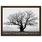 Artery8 Old Oak Tree Black White In Mist Fog Photo A4 Artwork Framed Wall Art Print