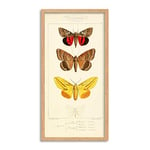 Biodiversity Nocturnes Moths Long Framed Art Print Wall Poster 25x12 inch