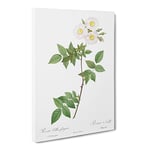 White Collina Rose By Pierre Joseph Redoute Vintage Canvas Wall Art Print Ready to Hang, Framed Picture for Living Room Bedroom Home Office Décor, 24x16 Inch (60x40 cm)