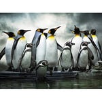 Wee Blue Coo Emperor Penguin Huddle Birds Antarctica Photo Art Picture Canvas Print