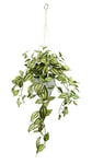 Flair Flower Suspension avec Pot et Suspension - Canne de Trading - Guirlande Suspendue - Plante Verte - Plante d'intérieur - Ancienne de Lierre - Environ 83 x 45 x 30 cm
