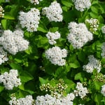 Planta Häck Omnia Garden Björkspirea Tor E