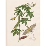 Artery8 Merian Metamorphosis Nature Insects Leaves Painting Premium Wall Art Canvas Print 18X24 Inch