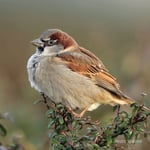 RSPB Greeting Sound Card By Really Wild Cards - House Sparrow