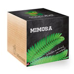 Feel Green Ecocube Mimosa, Le Feuilles Se Referment Par Contact, Idée Cadeau (100% Ecologique), Grow-Your-Own/Kit Prêt-à-Pousser, Plantes Dans Des Cubes En Bois 7.5cm, Produit En Autriche