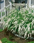 Norsk brudspirea 'Grefsheim' CO D9-11 cm, 10-p