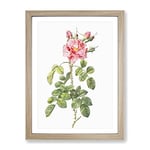 Four Seasons Roses In Pink By Pierre Joseph Redoute Vintage Framed Wall Art Print, Ready to Hang Picture for Living Room Bedroom Home Office Décor, Oak A3 (34 x 46 cm)