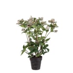 Mr Plant, Helleborus i kruka 55 cm rosa