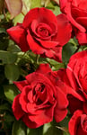 Storblommig ros 'Erotika' 10-p