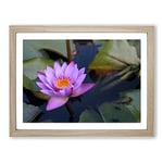 Pink Purple Flower Lotus No.1 Modern Framed Wall Art Print, Ready to Hang Picture for Living Room Bedroom Home Office Décor, Oak A2 (64 x 46 cm)