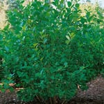 Omnia Garden Buske Slånaronia 60-100 cm 101005G