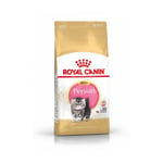 Royal Canin Breed Persian Kitten t&oslash;rrf&ocirc;r til kattunge (10 kg)