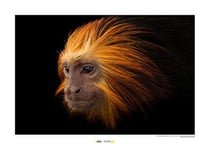 Komar National Geographic WB-NG-008-50x40 Tableau Mural doré Motif Lion Tamarin 50 x 40 cm sans Cadre géographique, Polychlorure de Vinyle, Marron, Noir, Blanc, 50x40