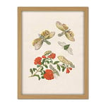 Artery8 Merian Metamorphosis Insects Flower Plant Painting Artwork Framed Wall Art Print 18X24 Inch