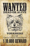 Schatzmix Plaque Murale en métal avec Inscription Wanted Dead Alive Yorkshire 20 x 30 cm