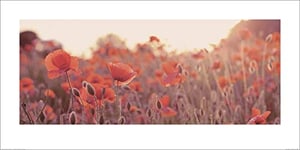 The Art Group Field of Poppies Ian Winstanley Art Print, Paper, Multi-Colour, 50 x 100 x 1.3 cm