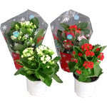 Kalanchoe X 10