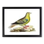 Madagascar Pigeon Bird By George Shaw Vintage Framed Wall Art Print, Ready to Hang Picture for Living Room Bedroom Home Office Décor, Black A2 (64 x 46 cm)