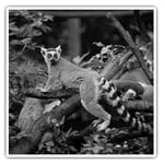 2 x Square Stickers 7.5 cm(bw) - Cool Tailed Lemur Madagascar  #35424