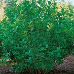 Omnia Garden Buske Slånaronia 60-100 cm Aronia Prunifolia (mel Elata),60-100cm,5-pack-Omnia 101005-5