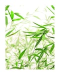 Komar Tableau Mural | Feuilles de Bambou | Poster Image Décoration Salon Chambre Art Print | sans Cadre | P060-40x50 | Dimensions : 40 x 50 cm (Largeur x Hauteur)
