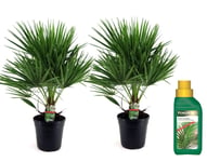 Europeiska Dvärgpalm - Set om 2 - Chamaerops humilis - Höjd 70-80cm - ⌀21cm