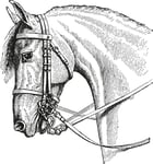 Horse head  vintage illustration