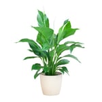 BloomPost Spathiphyllum - Pot en fibre blanc 65-75 cm + - Plante d'intérieur - Peu d'entretien - Plante d'intérieur - Facile à cultiver - Plante de bureau à domicile - Parfait pour un air pur