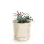 Botle Pot De Fleur Rond Creme En Plastique Beton Effect Cache Pot 19,6 Cm Decoratif Bac A Plantes Avec Soucoupe Fleurs