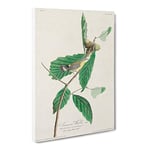 Warbler Bird By John James Audubon Vintage Canvas Wall Art Print Ready to Hang, Framed Picture for Living Room Bedroom Home Office Décor, 20x14 Inch (50x35 cm)