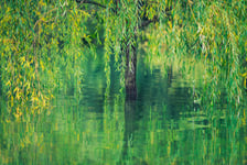 Willow tree in the water with reflection