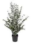 Mr Plant Kunstig Plante Eucalyptus H110