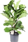 Ficus Lyrata, uden potte, 1 stk