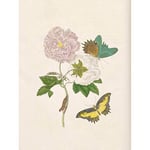 Artery8 Merian Metamorphosis Flowers Butterfly Nature Painting Large Wall Art Poster Print Thick Paper 18X24 Inch