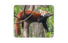 Cute Lesser Red Panda Mouse Mat Pad - Animal Tree Bear Kids Gift Computer #14154