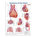 Hjärtats anatomi affisch poster i Högblank PET-plastfilm  engelsk (Anatomy of the heart)