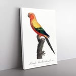 Big Box Art Sun Parakeet by F. Levaillant Canvas Wall Art Print Ready to Hang Picture, 76 x 50 cm (30 x 20 Inch), White, Black, Grey, Red, Cream