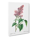 Pink Lilac Flowers By Pierre Joseph Redoute Vintage Canvas Wall Art Print Ready to Hang, Framed Picture for Living Room Bedroom Home Office Décor, 24x16 Inch (60x40 cm)
