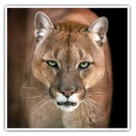 2 x Square Stickers 7.5 cm - Adorable Puma Cougar Cat Cool Gift #12655