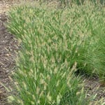 6 x Herbe aux écouvillons 'Little Bunny' - Pennisetum alopecuroides 'Little Bunny'  - godet 9cm x 9cm